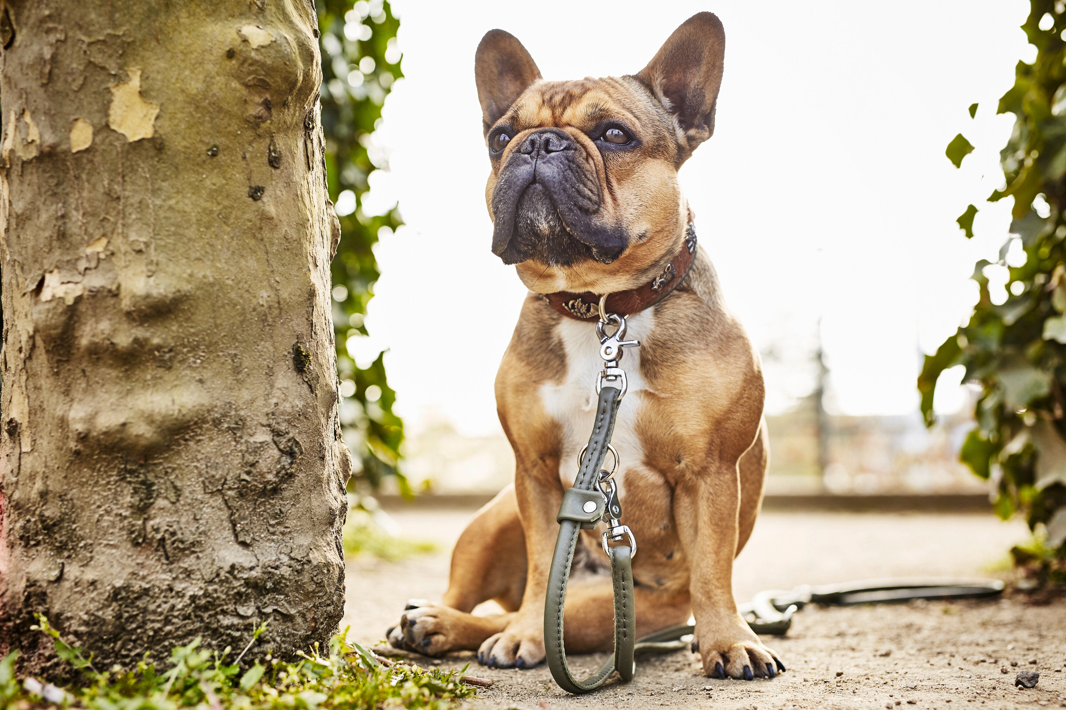 Obojek Bavaria
