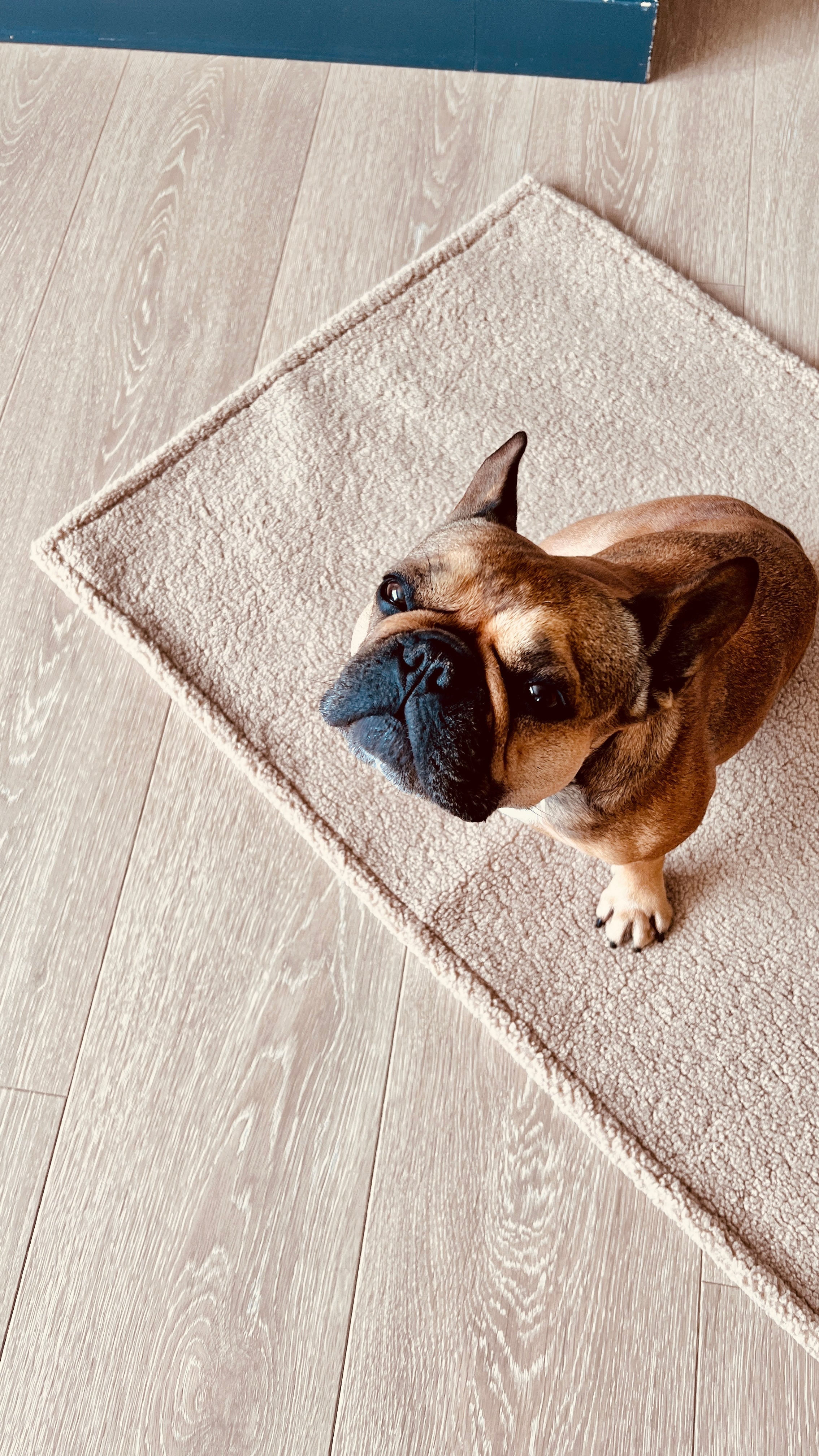 Teddy deka do auta a na cesty
