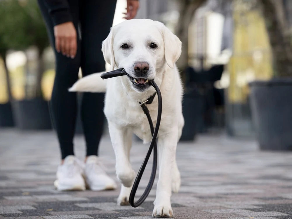 Kožené retriever vodítko