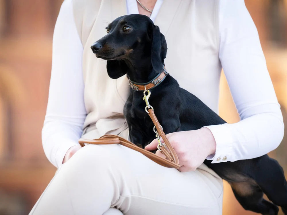 Kožený obojek Dachshund mini