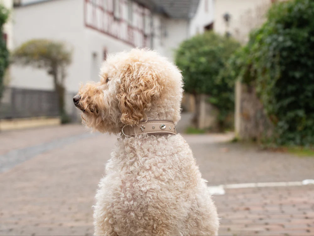 Kožený obojek Luxury Cashmere