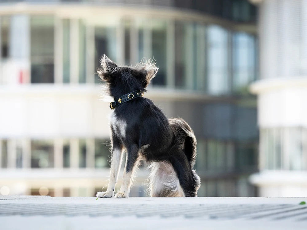 Kožený obojek Luxury Dark Diamond Mini