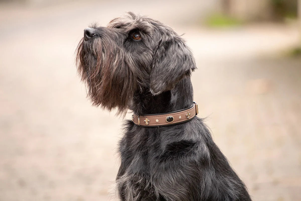 Kožený obojek Luxury Dark Diamond