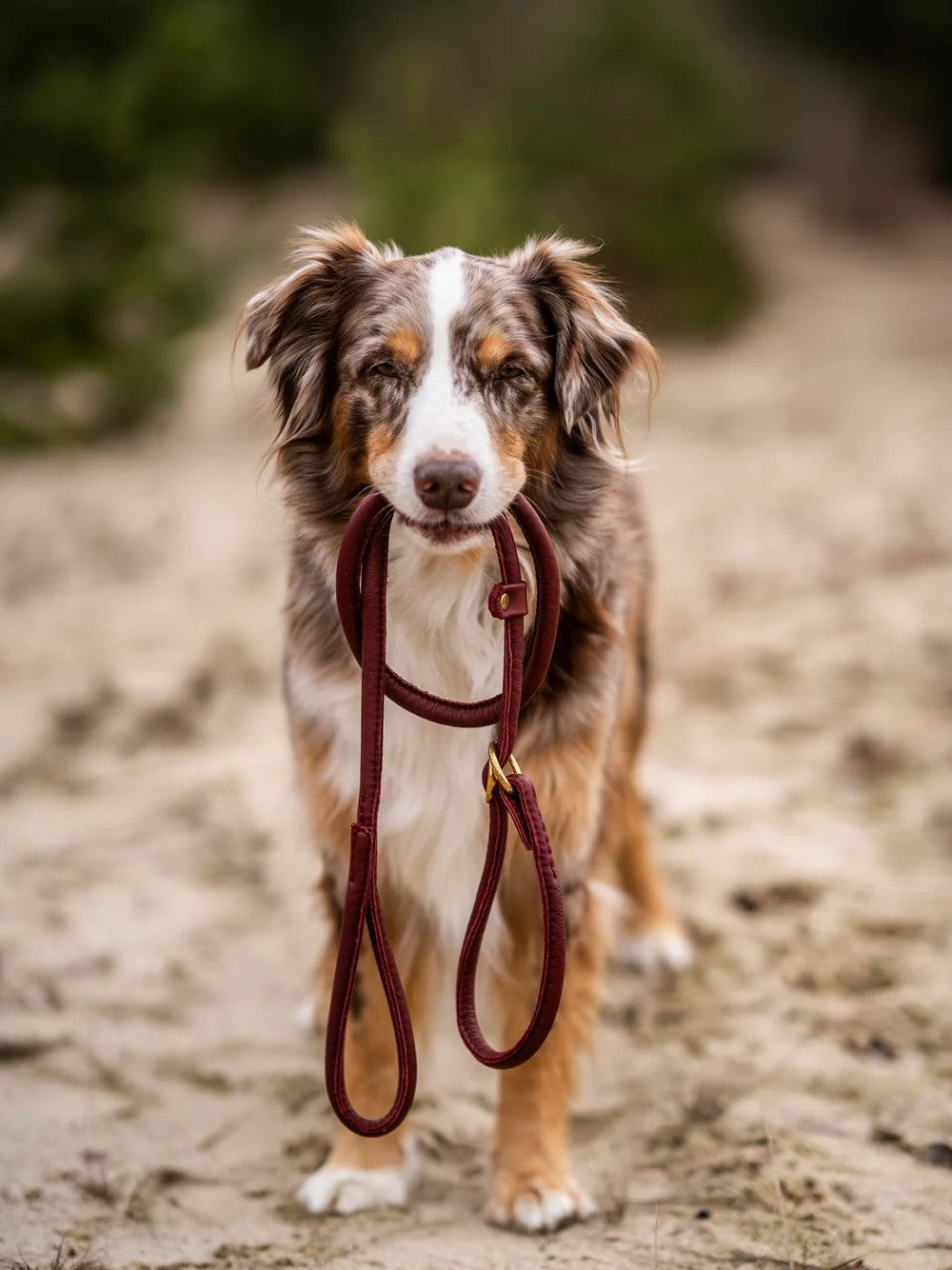 Kožené retriever vodítko