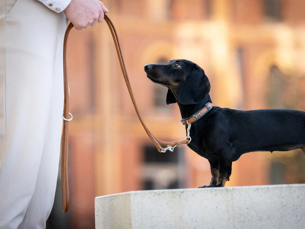 Kožený obojek Dachshund mini