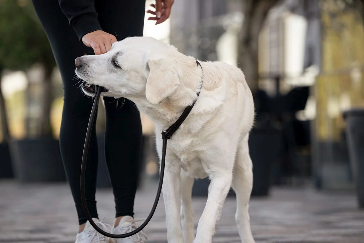 Kožené retriever vodítko