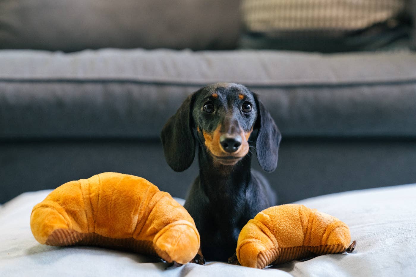 P.L.A.Y croissant - interaktivní hračka