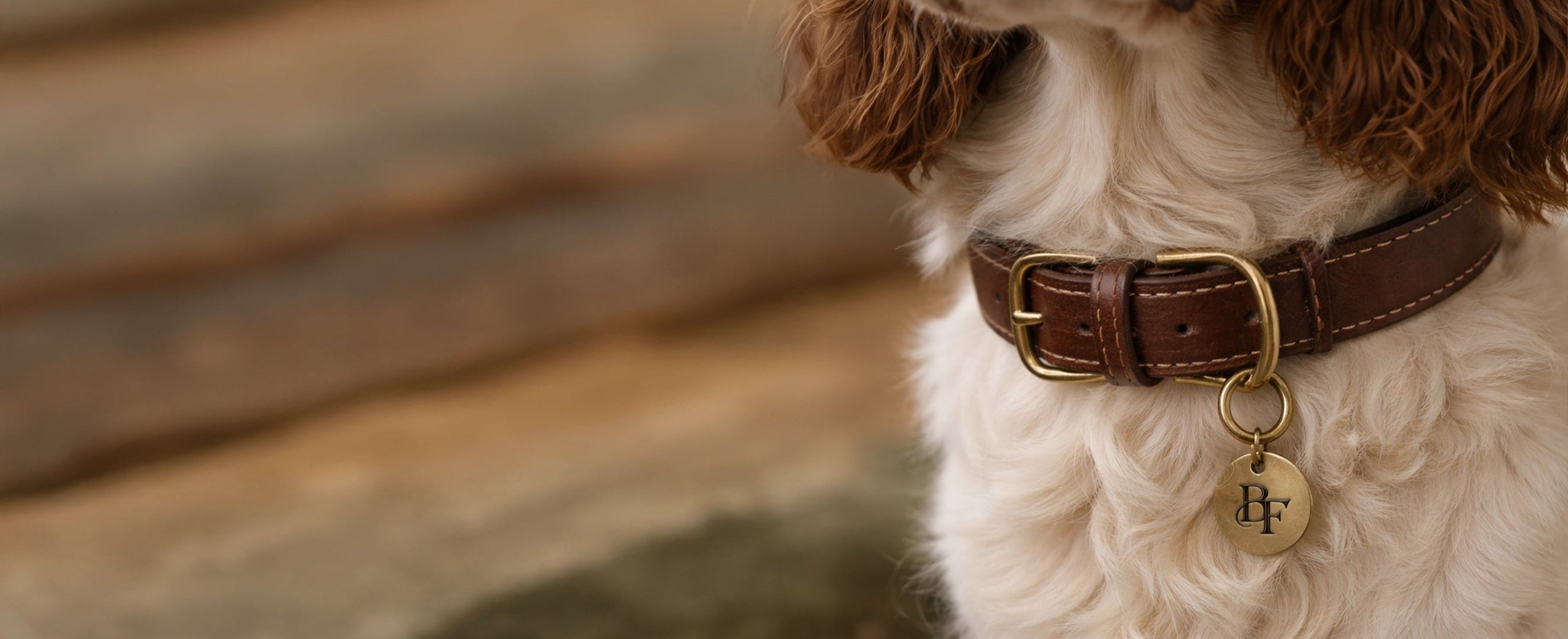Close-up of a dog wearing a brown collar with a tag, blurred natural background