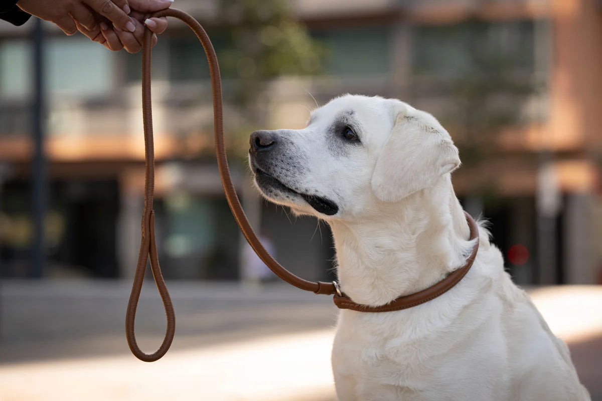 Kožené retriever vodítko