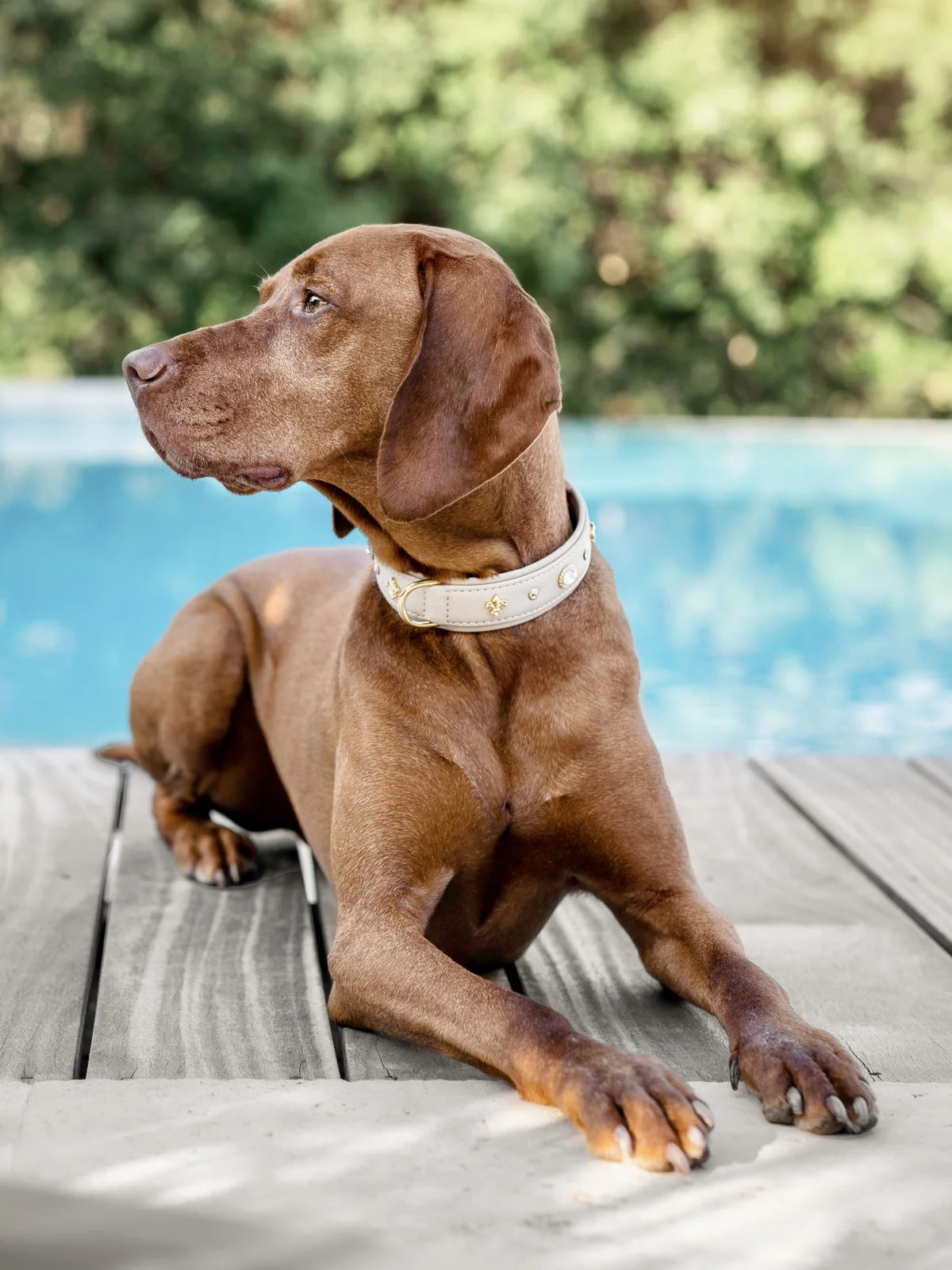 Kožený obojek Luxury Diamond