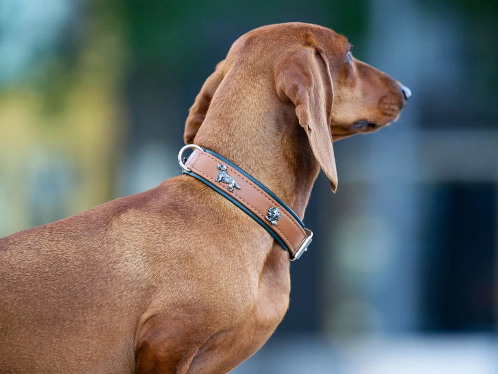 Kožený obojek Dachshund