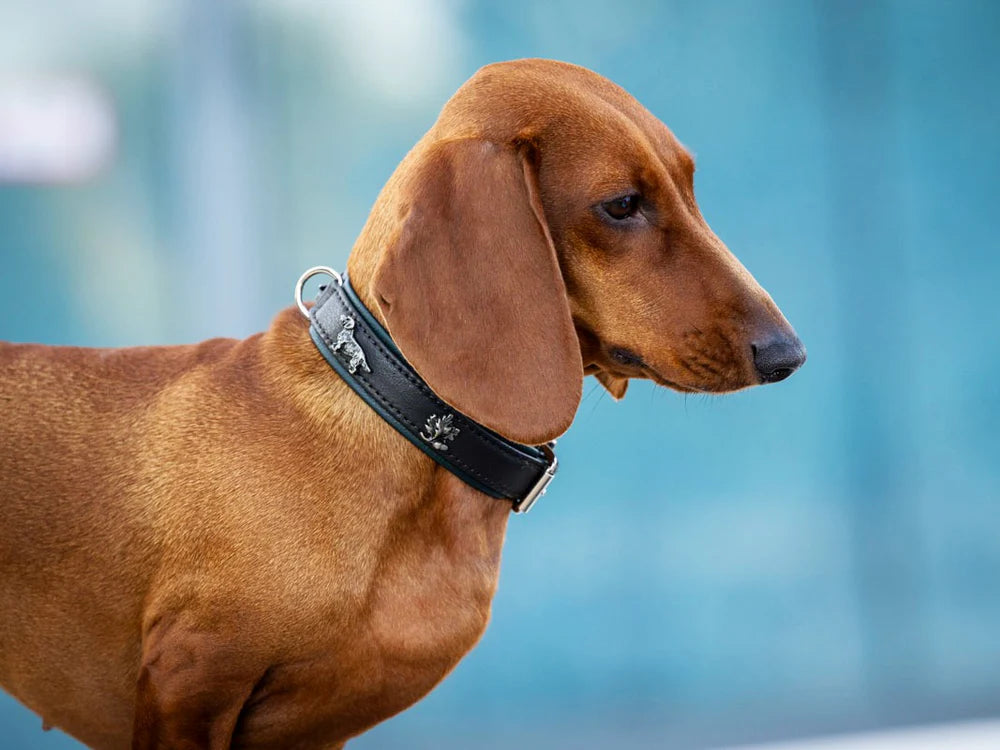 Kožený obojek Dachshund