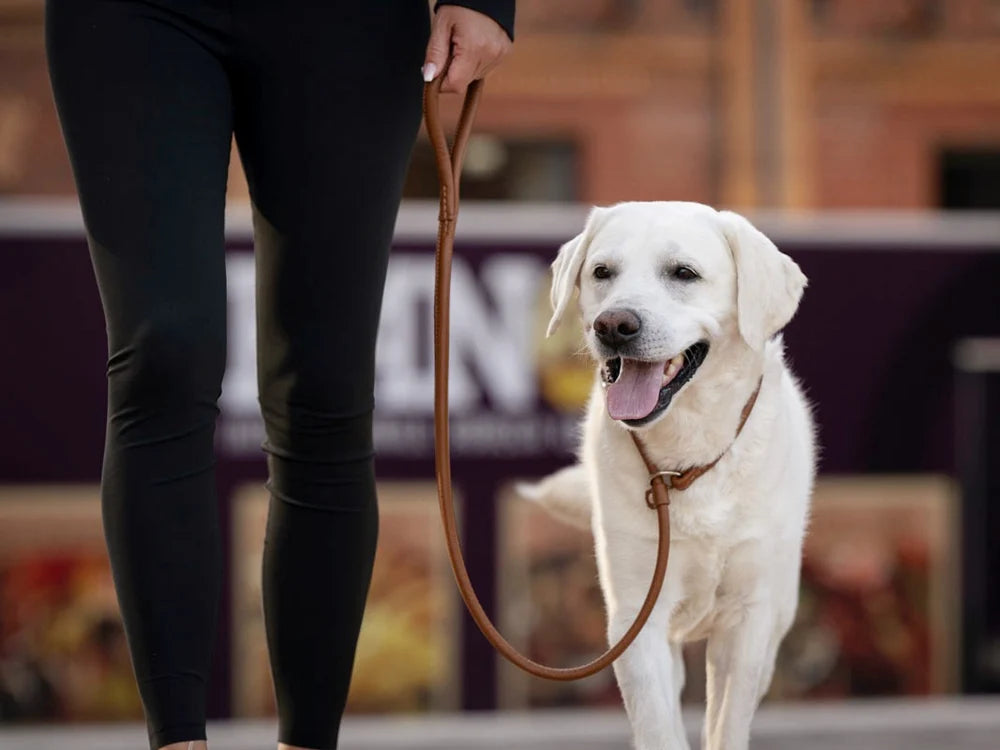Kožené retriever vodítko