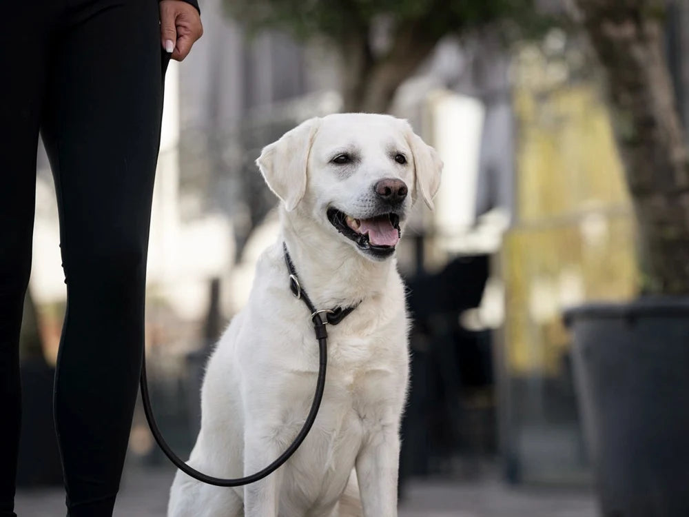 Kožené retriever vodítko