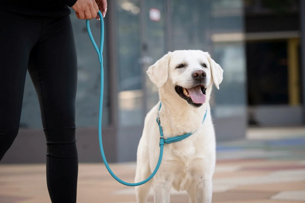Kožené retriever vodítko
