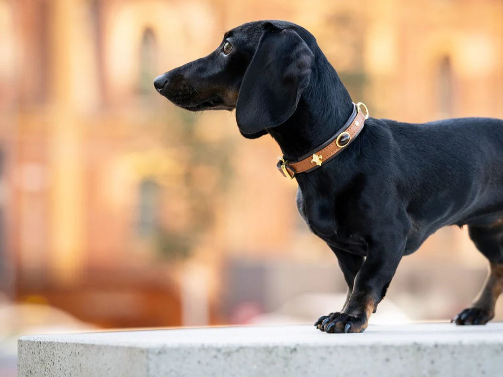Kožený obojek Luxury Dark Diamond Mini